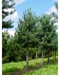 Pinus sylvestris on shtamb фото
